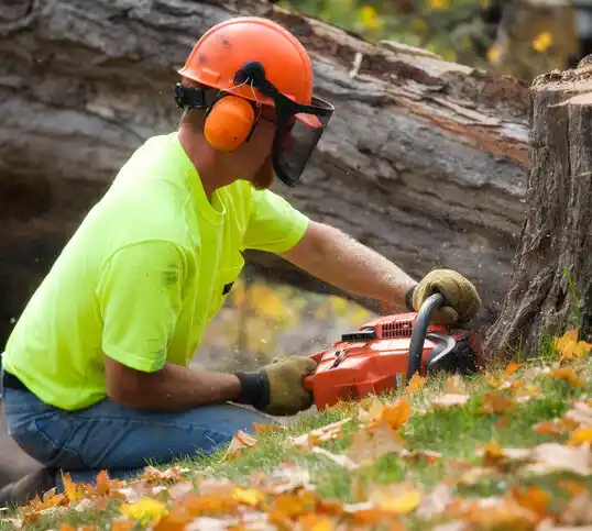 tree services Pinesdale